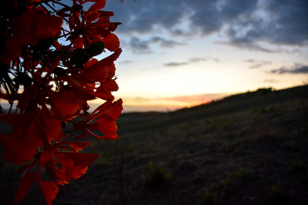 Vegetation of the Brazilian semi-arid illuminated with the warm colors of the sunset in Limoeiro, Pernambuco state, Brazil.の写真素材