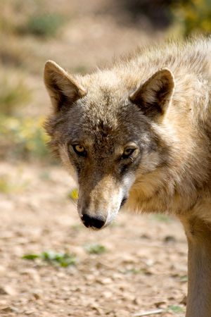 Wolf