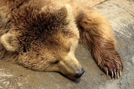 Bear