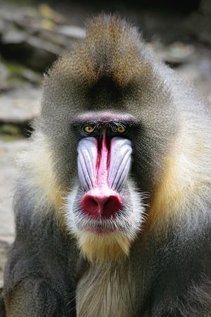 Monkeyの写真素材