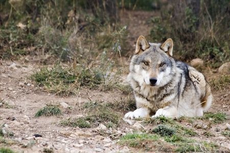 Wolf