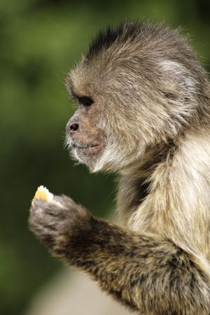 Monkeyの写真素材