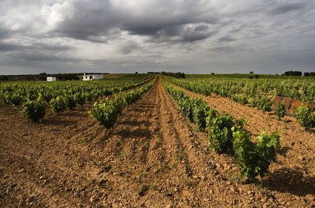 Cropsの写真素材