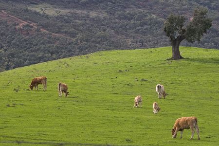 livestock
