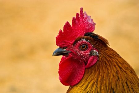 chickenの写真素材