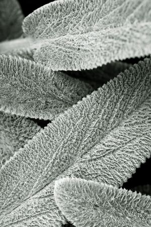 Flowerの写真素材