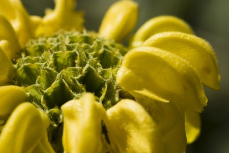 Spring awakens and the first flowers appearの写真素材