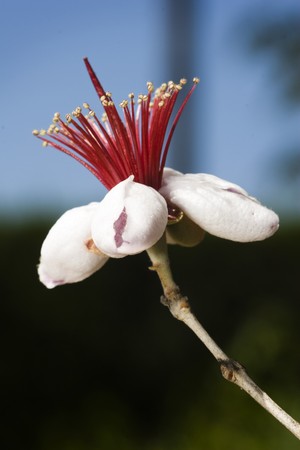 Spring awakens and the first flowers appearの写真素材