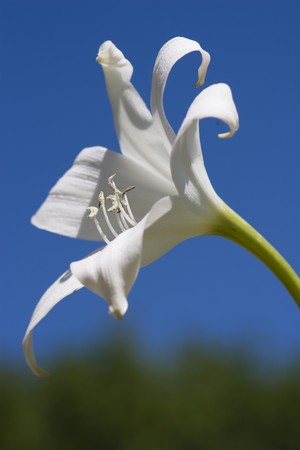 Spring awakens and the first flowers appearの写真素材