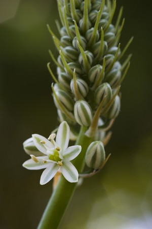 Spring awakens and the first flowers appearの写真素材