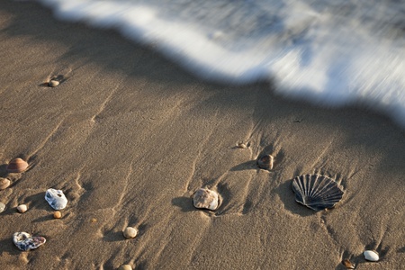 shell between waves on the beach