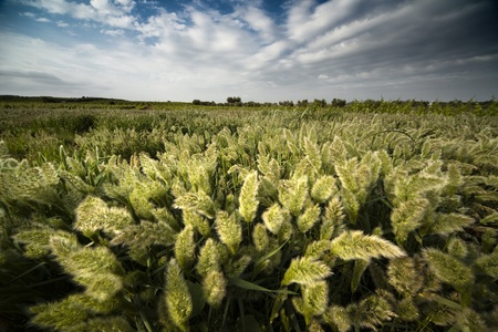spikes of grass field in a sunny spring dayの写真素材