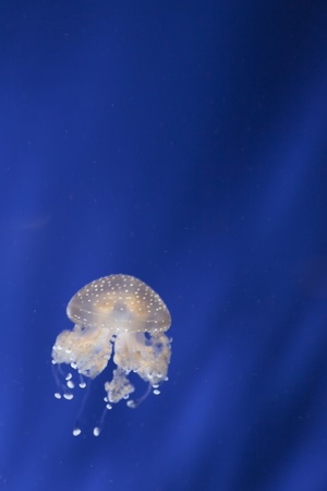 light blue jellyfish in swimming underwater in a aquariumの写真素材