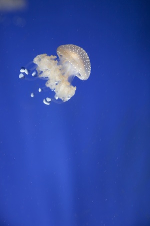 light blue jellyfish in swimming underwater in a aquariumの写真素材