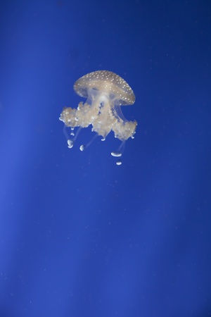 light blue jellyfish in swimming underwater in a aquariumの写真素材