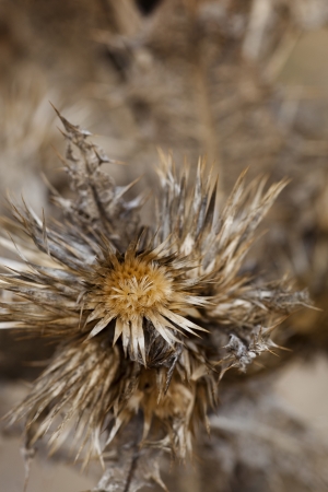 Dry grass in a field of Andalucia in Autumnの写真素材