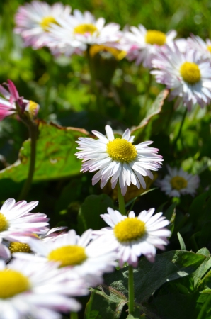 Daisies  の写真素材