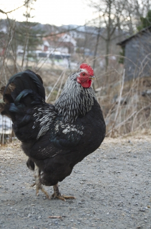 Black rooster