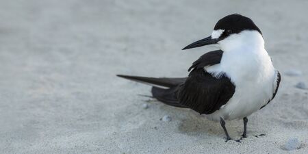 sooty tern bird, Onychoprion fuscatus seabird, standing on a sandy beach, selective focus view with copy space, Lord Howe Island, New South Wales, Australiaの写真素材