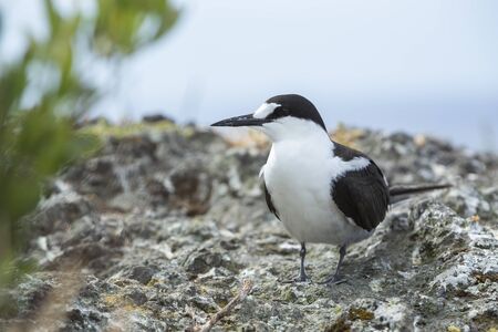 Sooty tern bird, Onychoprion fuscatus seabird, standing on a rock, selective focus and close up view, Lord Howe Island, New South Wales, Australiaの写真素材