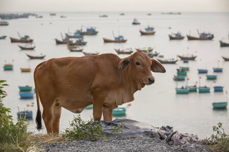 cow on a cliff top overlooking the fishing boats of the city of Mui Ne, South China sea, Vietnam