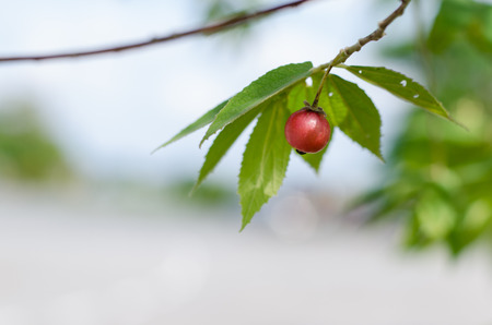 A ripe singapore cherry