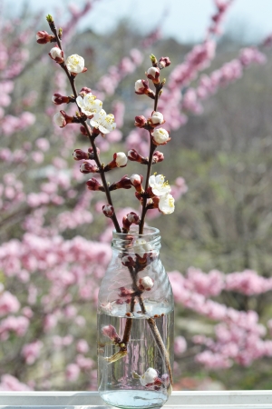blossomed , spring  apricot treeの写真素材