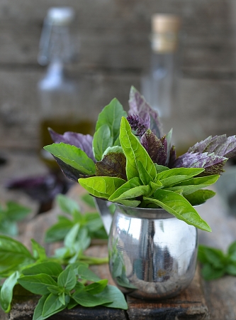  fresh,green sweet basil  on the wooden table の写真素材