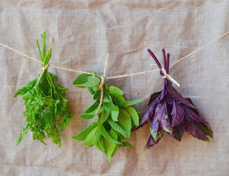  fresh,green basil mint parsley and chervil on textile backgroundの写真素材