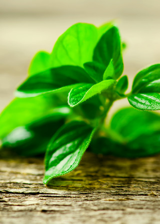 fresh organic oregano on a wooden table. style rustic. selective focusの写真素材