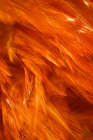 Rusty Orange Coque Feathersの写真素材