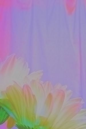 Translucent Daisiesの写真素材