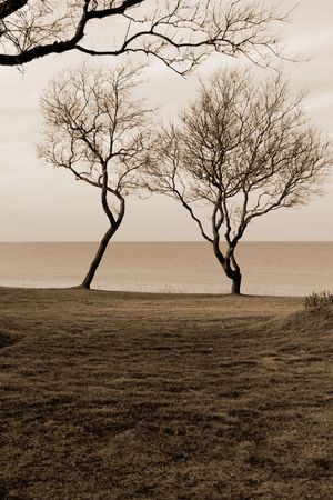 Two trees at the end of a lawn by the side of the oceanの写真素材