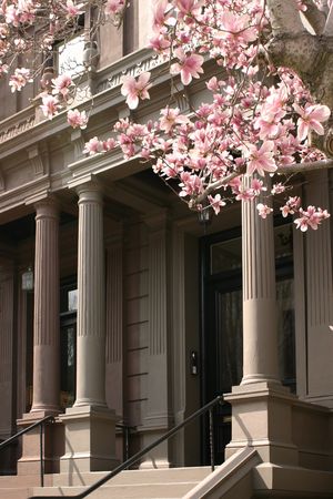 magnolias in bloom reaching over to columns on a Boston facade.の写真素材