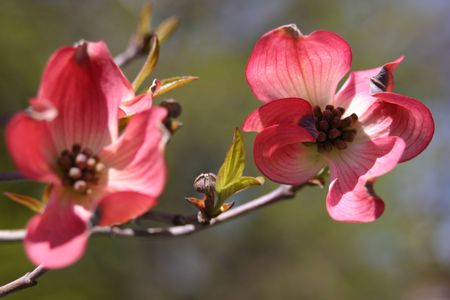 Two dogwood blooms on the tip of a branch.の写真素材