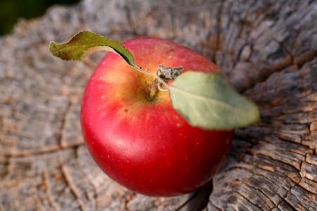 Red apples with two leaves on top of a stump.