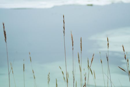 Tall wild grasses growing at an icy waters edgeの写真素材