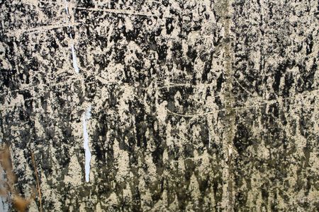 Texture abstract of mold pattern on concrete.  Thick.の写真素材