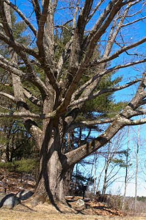 Big bare oak tree in winterの写真素材