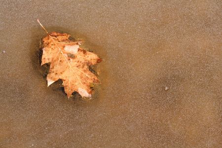 fallen leaf surrounded by iceの写真素材