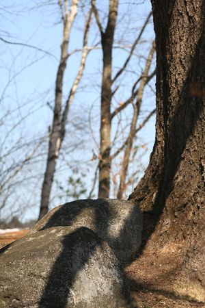 Rocks by a bare tree trunk with contrasting shadowsの写真素材