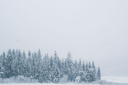 Tall slim pine trees covered in snow during a snow stormの写真素材