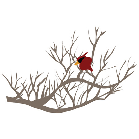 cardinal on a branchのイラスト素材