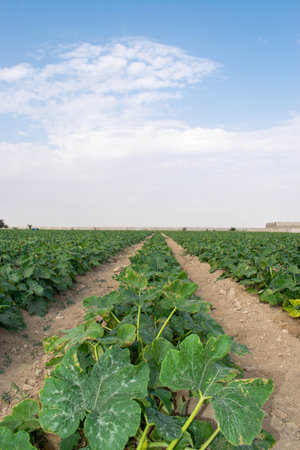 Pumpkin field in summer, with blue sky in the backgroundの写真素材
