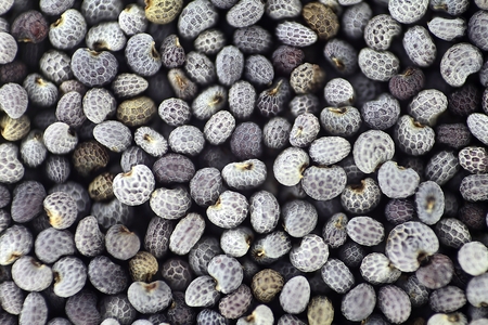 Poppy seedの写真素材