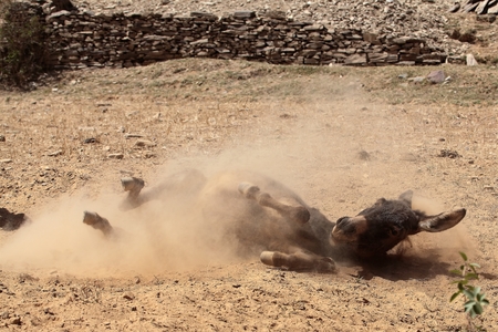 Donkey taking a sand bathの写真素材