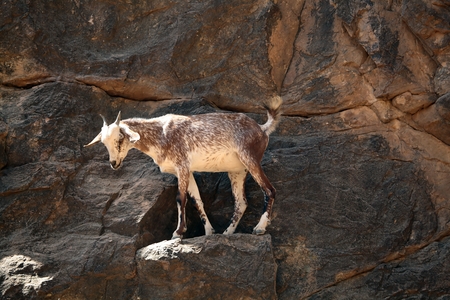 Goat in a rock wallの写真素材