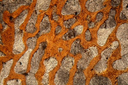 Thin section of a dinosaur bone from the Lower Jurassic (magnification 80x and polarized light).