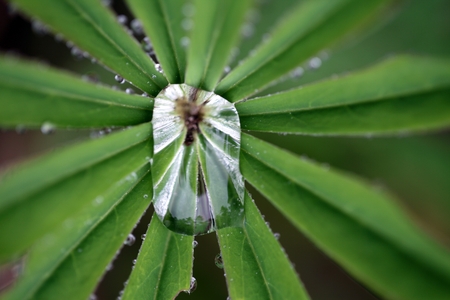 Water drops on a lupine leaf in the rain.の写真素材