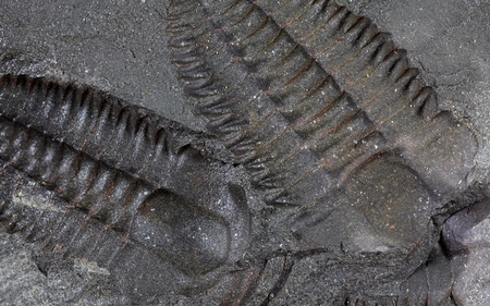 Trilobites from of Cambrian age.の写真素材